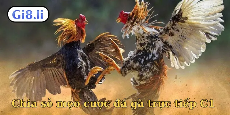 Chia sẻ mẹo cược đá gà trực tiếp C1