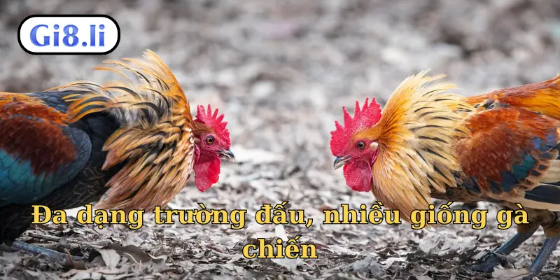Đa dạng trường đấu, nhiều giống gà chiến