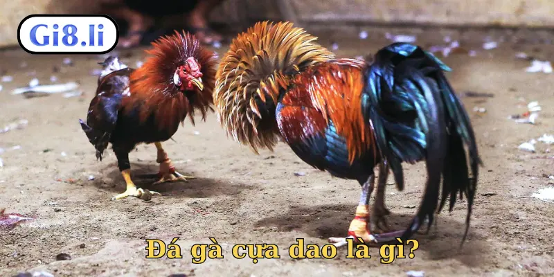 Đá gà cựa dao là gì?