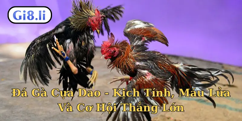 Đá gà cựa dao