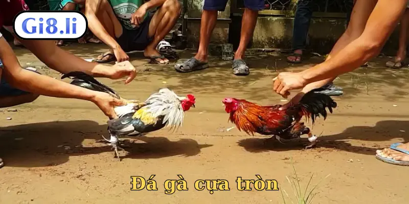 Đá gà cựa tròn