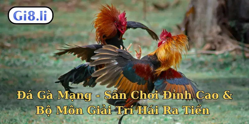 Đá Gà Mạng