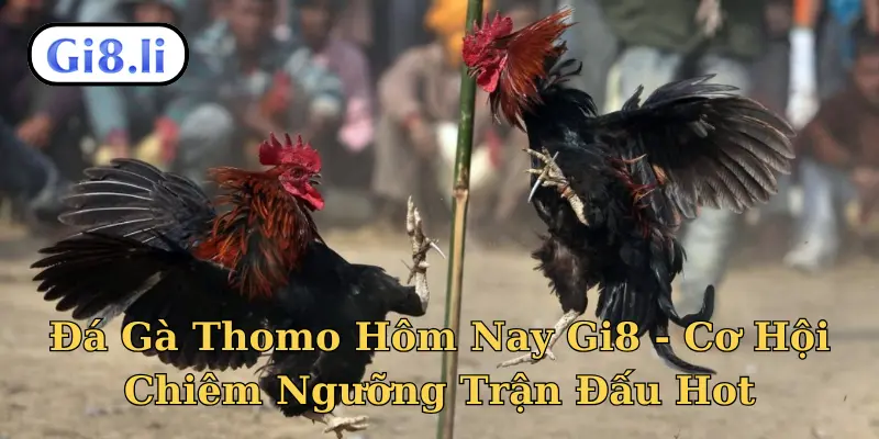 Đá gà Thomo hôm nay