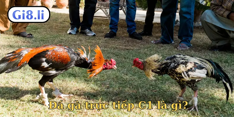 Đá gà trực tiếp C1 là gì?