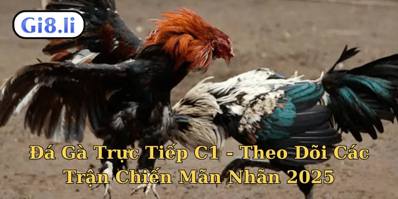 Đá gà trực tiếp C1