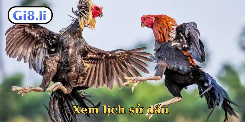 Xem lịch sử đấu